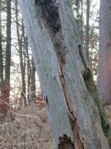 Ein Totholzbaum mit mehreren Spechtlöchern. [Foto: Reinhold Schöngrundner]
