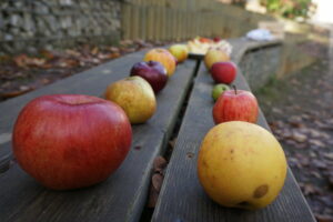 Verschiedene Apfelsorten von Streuobstbeständen [Foto: KLAR! Naturpark Pöllauer Tal]