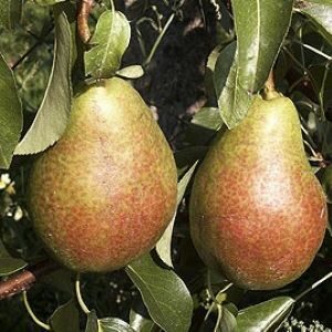 Gute Luise- Bezahlung bei Abholung 35€ je Stück