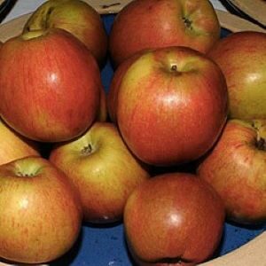 Rheinischer Krummstiel- Bezahlung bei Abholung 35€ je Stück