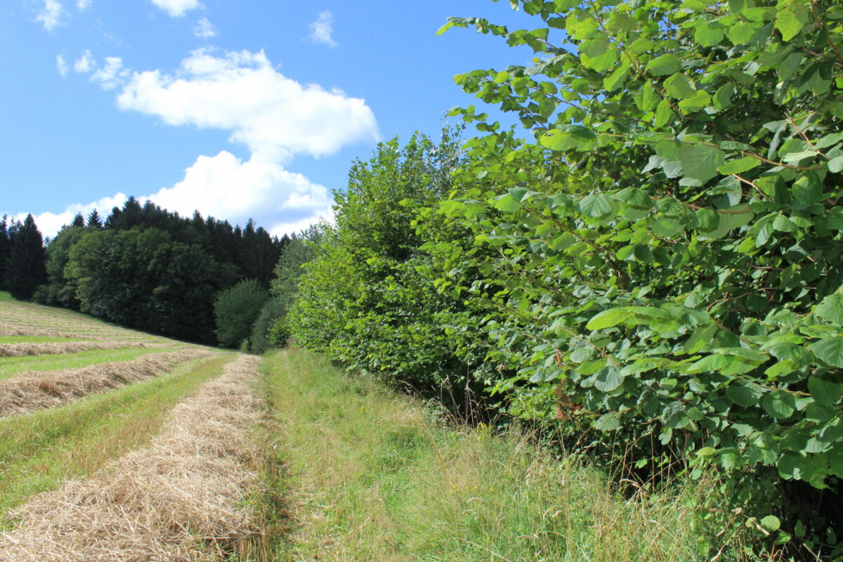 Biodiversitätsförderung für alle - Landesvertragsnaturschutz Steiermark