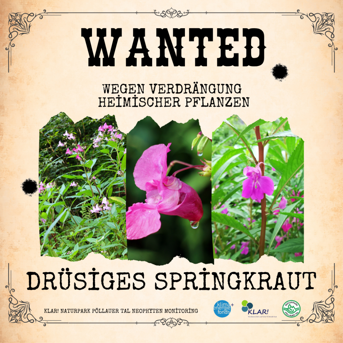 KLAR! Neophyten Monitoring im Naturpark Pöllauer Tal