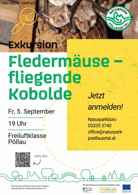 Exkursion: Fledermäuse – fliegende Kobolde