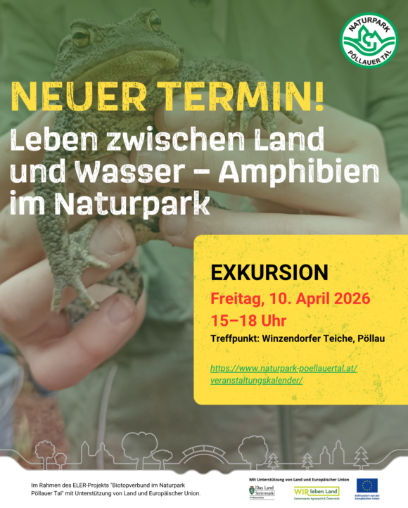 Leben zwischen Land und Wasser – Amphibien im Naturpark